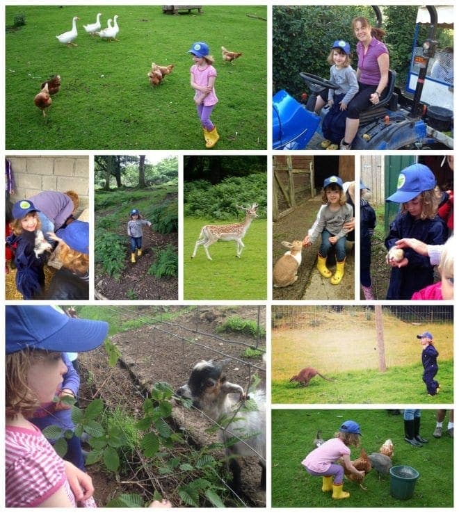 animals collage Coombe Mill, Cornwall - Fun on the farm www.minitravellers.co.uk