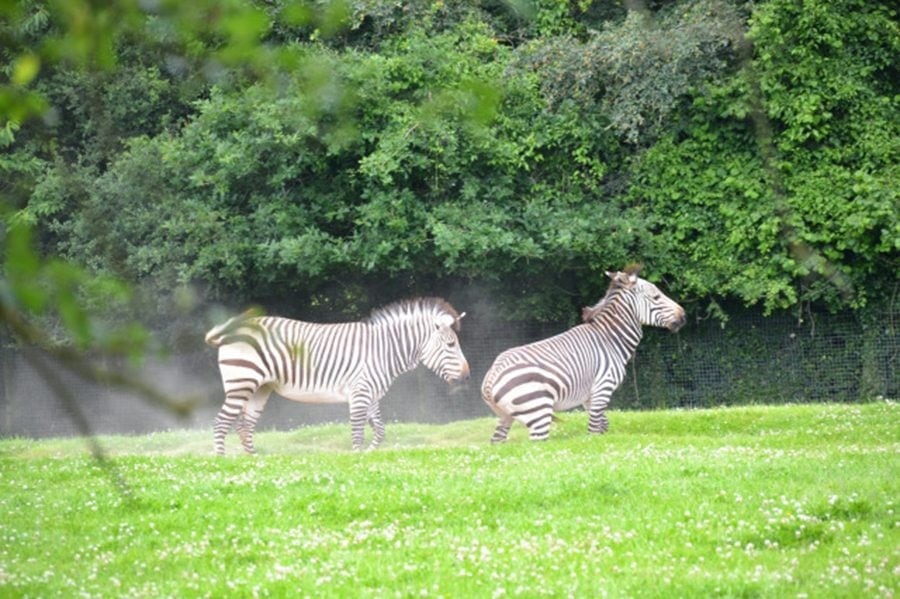 zebras marwell-wildlife-winchester-wildlife-everywhere-www.minitravellers.co.uk