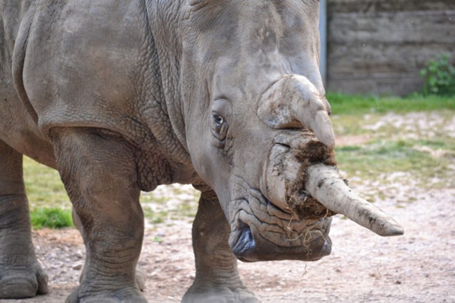 rhino marwell-wildlife-winchester-wildlife-everywhere-www.minitravellers.co.uk