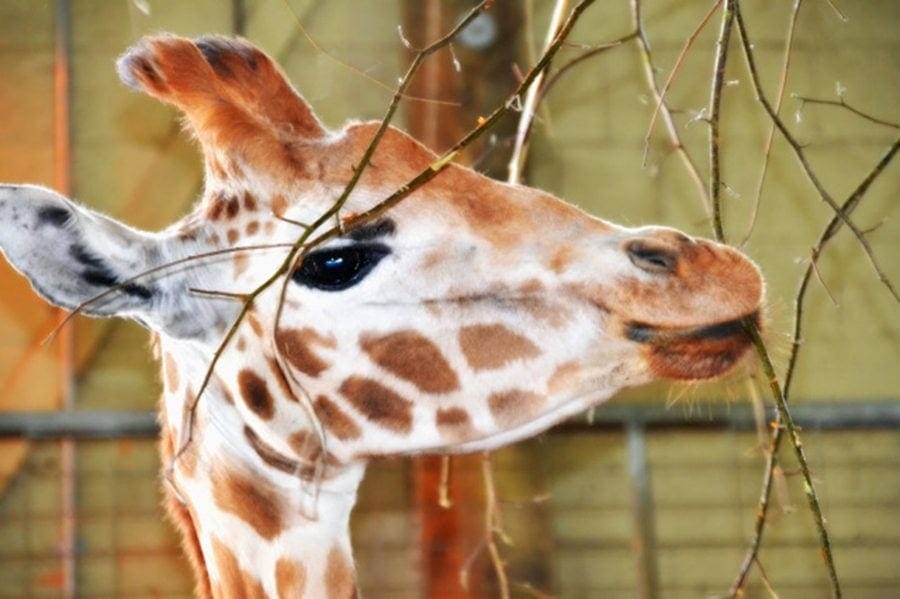 giraffe marwell-wildlife-winchester-wildlife-everywhere-www.minitravellers.co.uk