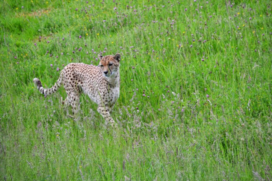 Cheetah marwell-wildlife-winchester-wildlife-everywhere- www.minitravellers.co.uk