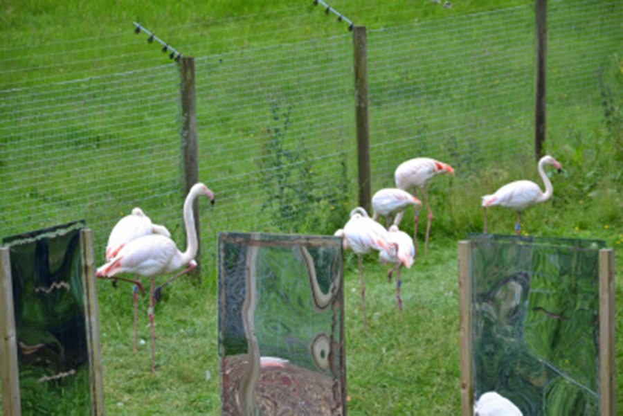 flamingoes marwell-wildlife-winchester-wildlife-everywhere-www.minitravellers.co.uk