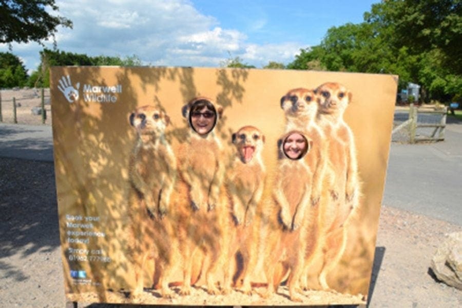 playing meercats marwell-wildlife-winchester-wildlife-everywhere-www.minitravellers.co.uk