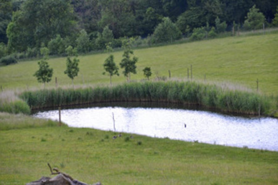 lake at marwell-wildlife-winchester-wildlife-everywhere-www.minitravellers.co.uk