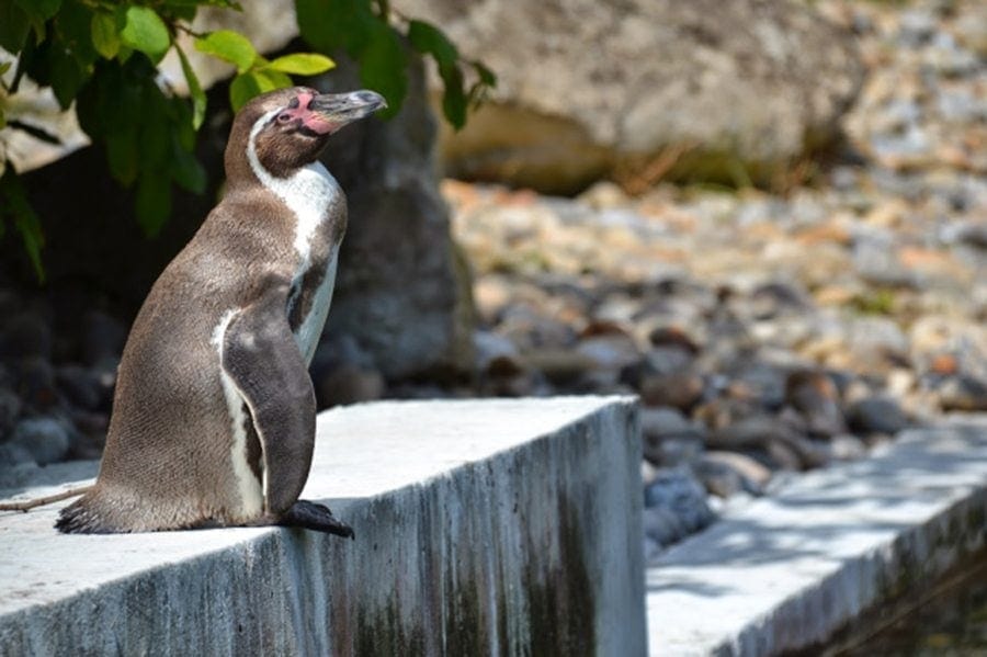 Penguin marwell-wildlife-winchester-wildlife-everywhere www.minitravellers.co.uk