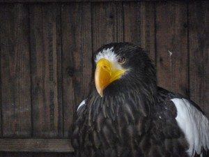 Mini Travellers - Warwick Castle - A Fantastic Family Day Out