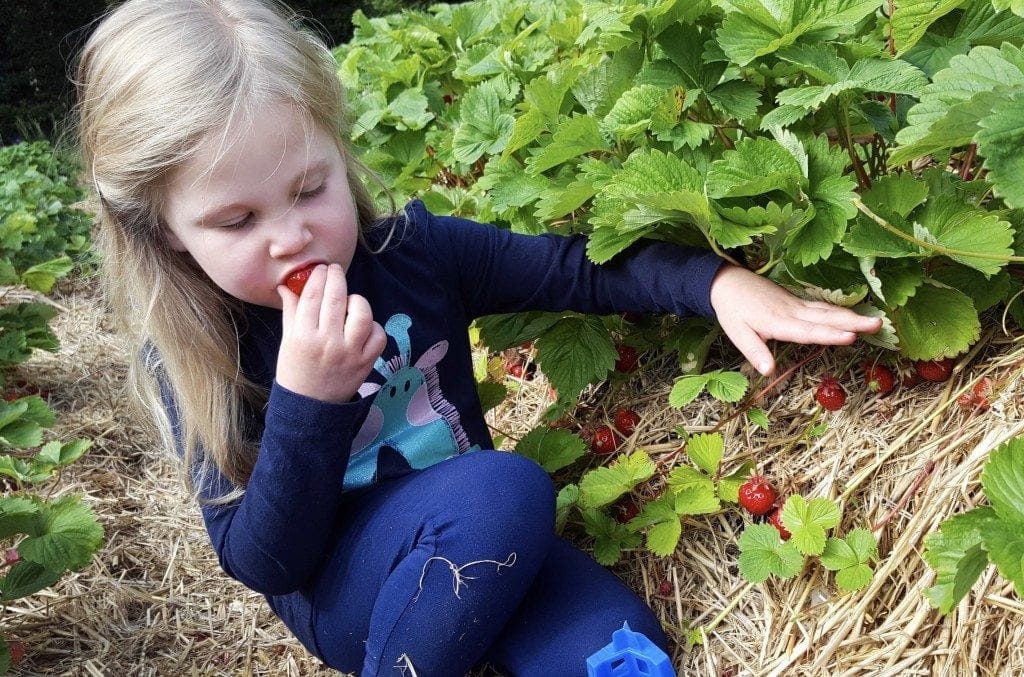 Rectory Farm Pick Your Own