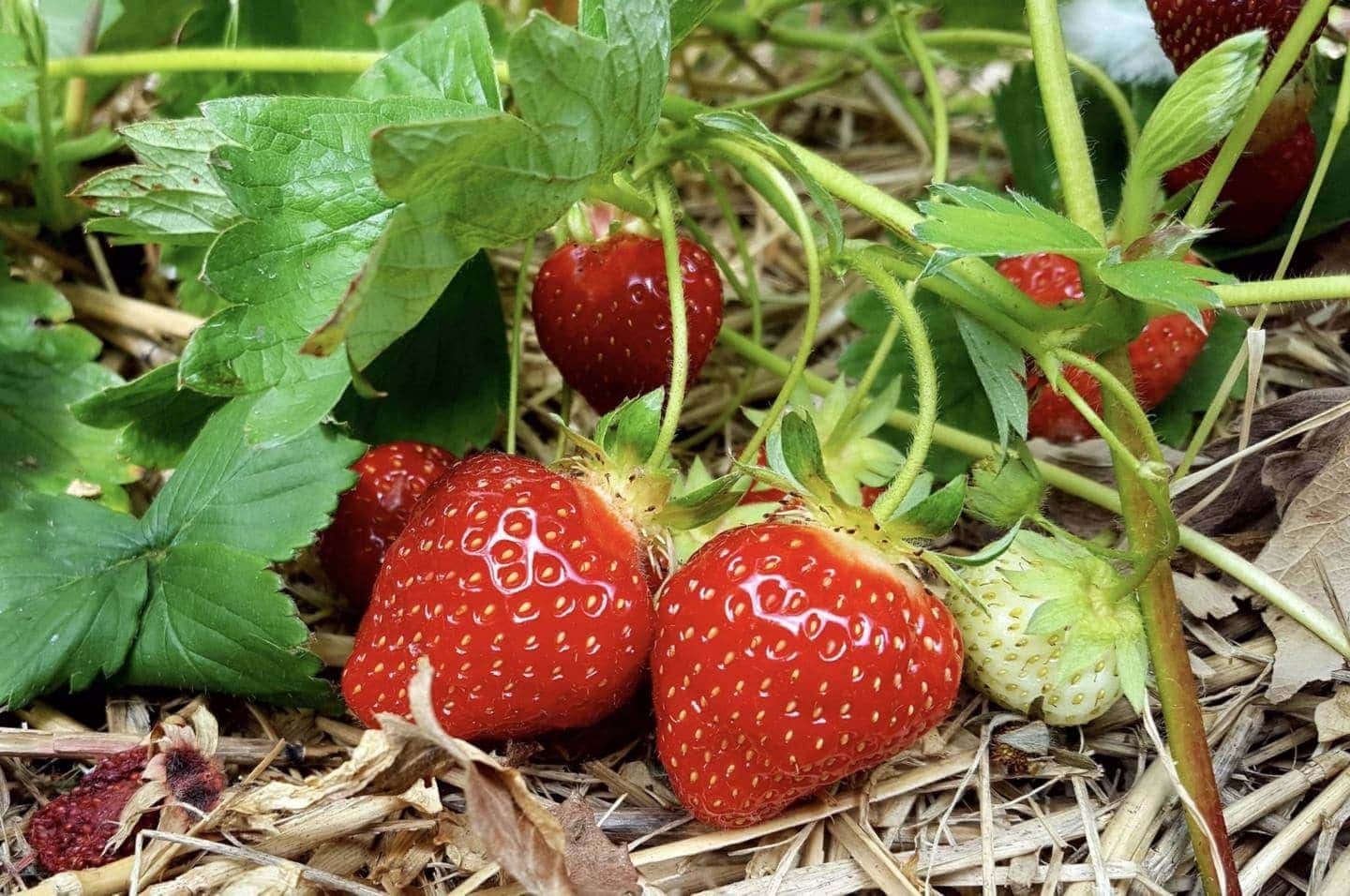 http://www.rectoryfarmpyo.co.uk