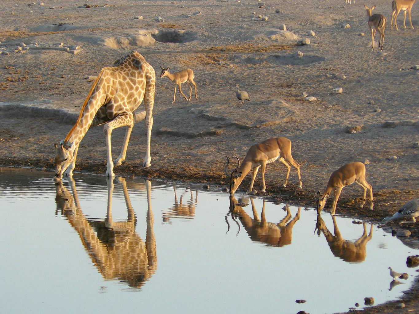 The Best Places to Spot Wildlife In Africa www.minitravellers.co.uk