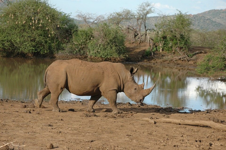 The Best Places to Spot Wildlife In Africa www.minitravellers.co.uk