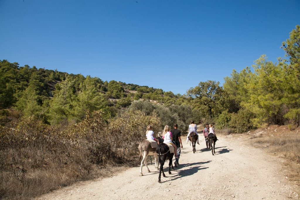 Donkey Safari at Apesia Hills Donkey Sanctuary Limassol Cyprus www.minitravellers.co.uk