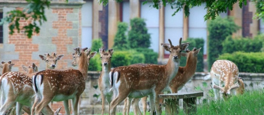 Fallow deer exploring Charlecote Park. Discover why this is a great day out for kids and families in my guide to National Trust days out for kids.