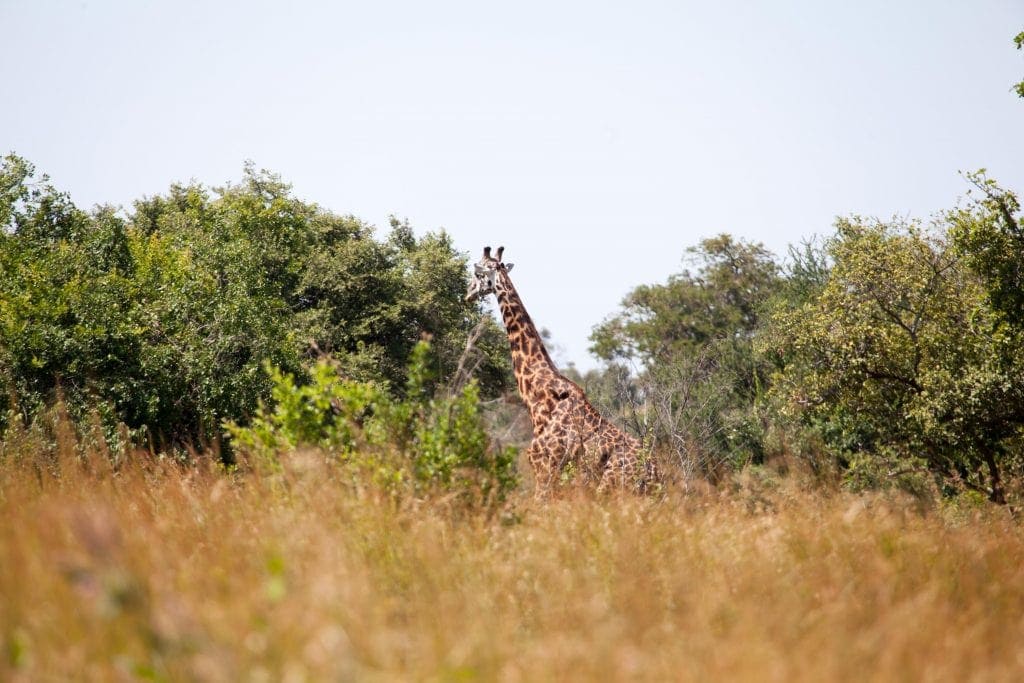 Ruzizi Tented Lodge | Akagera National Park www.minitravellers.co.uk