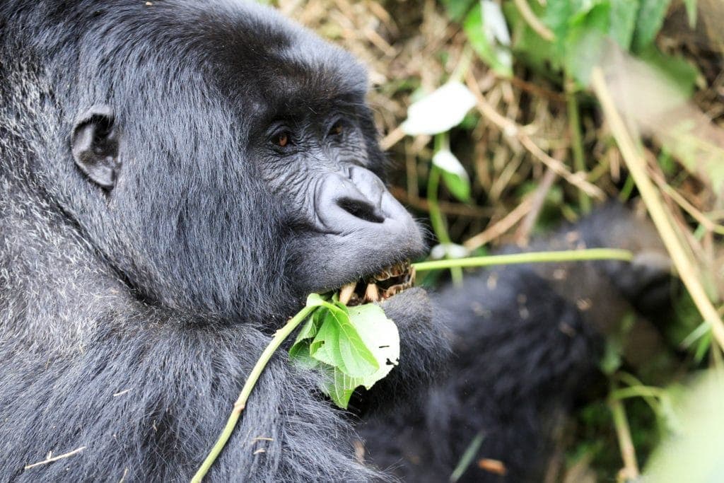 Gorilla Trekking in Rwanda and Kids! www.minitravellers.co.uk