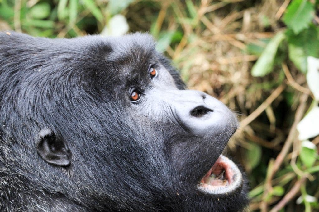 Gorilla Trekking in Rwanda and Kids! www.minitravellers.co.uk