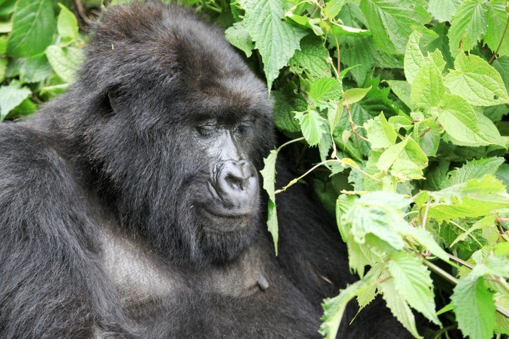 Gorilla Trekking in Rwanda and Kids! www.minitravellers.co.uk