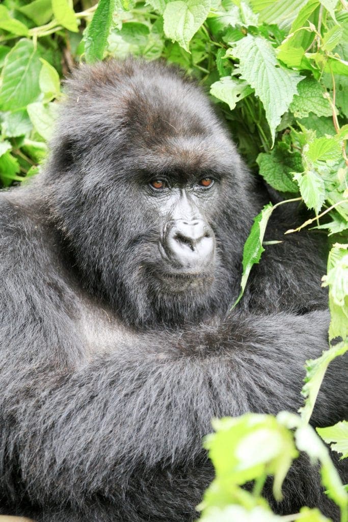 Gorilla Trekking in Rwanda and Kids! www.minitravellers.co.uk