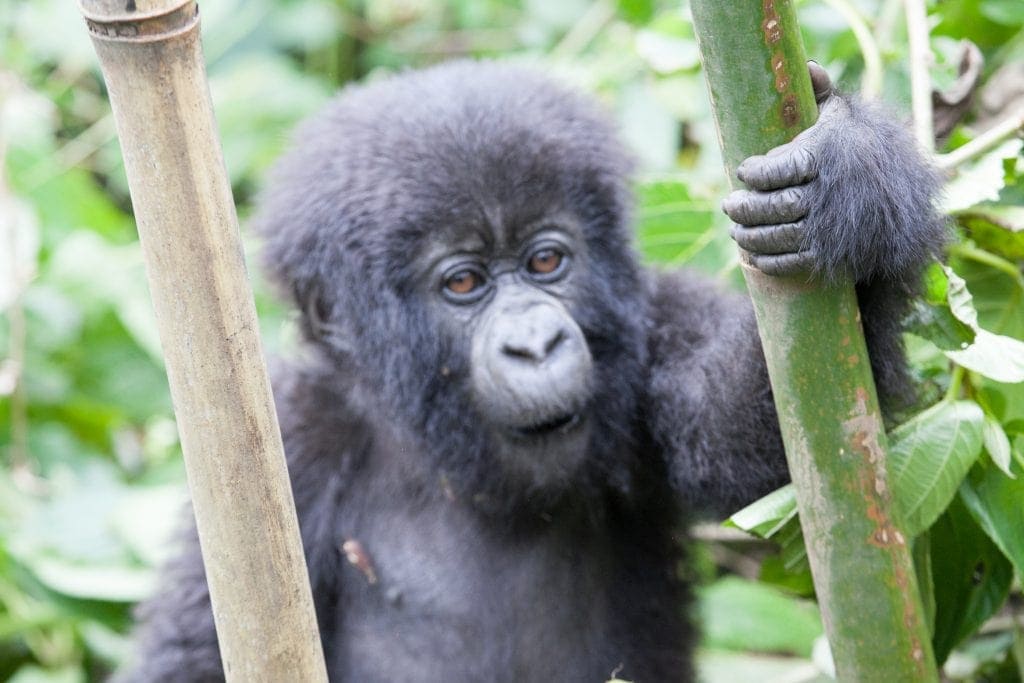 Gorilla Trekking in Rwanda and Kids! www.minitravellers.co.uk