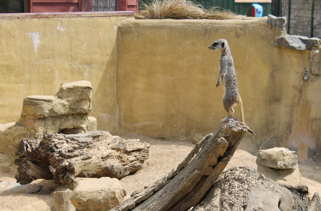 Noah's Ark Zoo Farm Review | Family Fun in Bristol www.minitravellers.co.uk