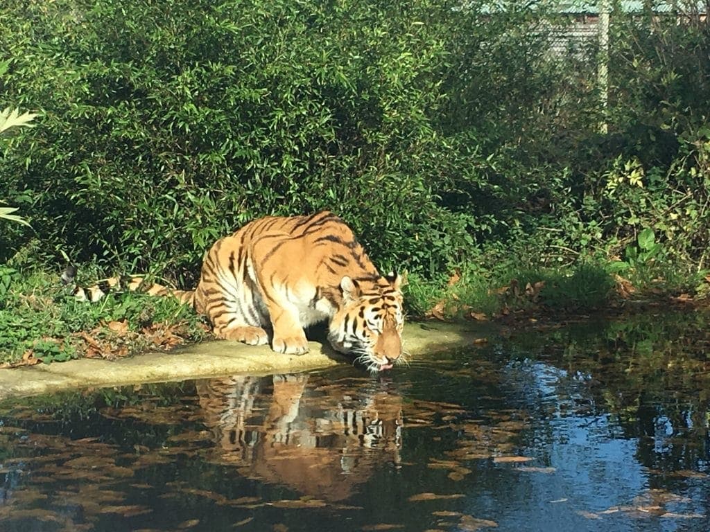 October Half Term at Woburn Safari Park www.minitravellers.co.uk