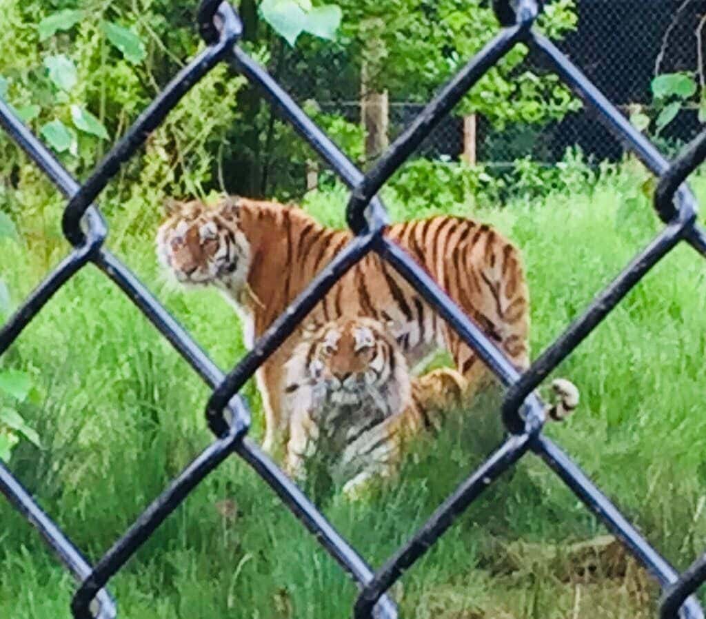 On the Tiger Trail at Knowsley Safari Park