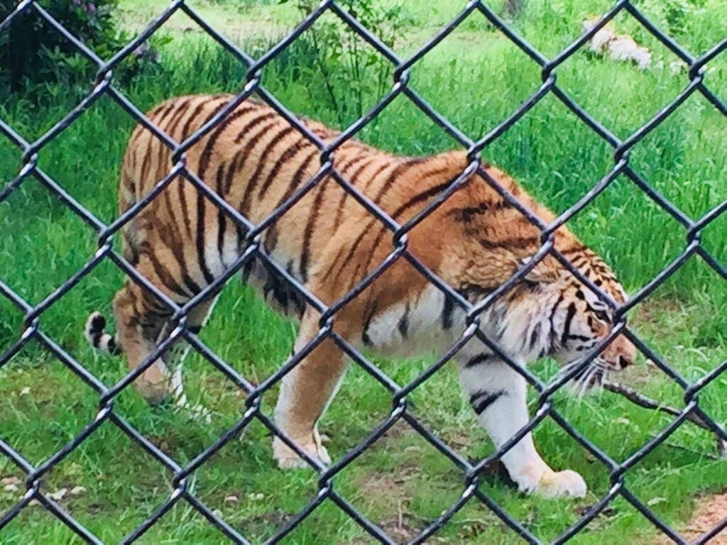 On the Tiger Trail at Knowsley Safari Park