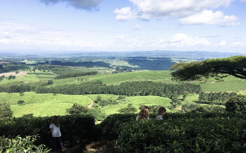 Satemwa Tea Estate with Kids