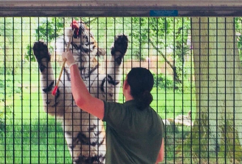 On the Tiger Trail at Knowsley Safari Park