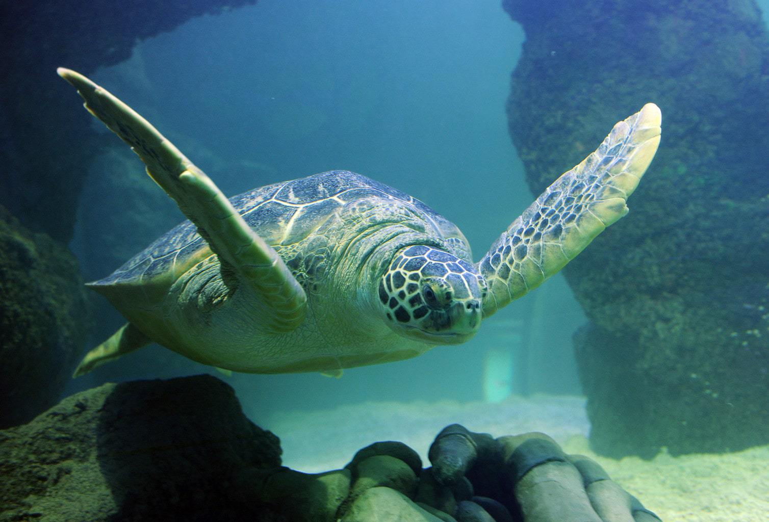 Turtle and Shark Feeding Experience at Sea Life Blackpool