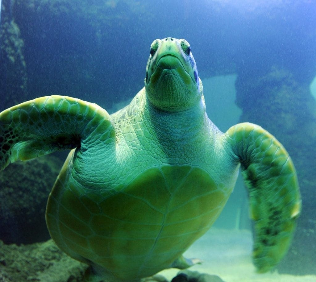 Turtle and Shark Feeding Experience at Sea Life Blackpool