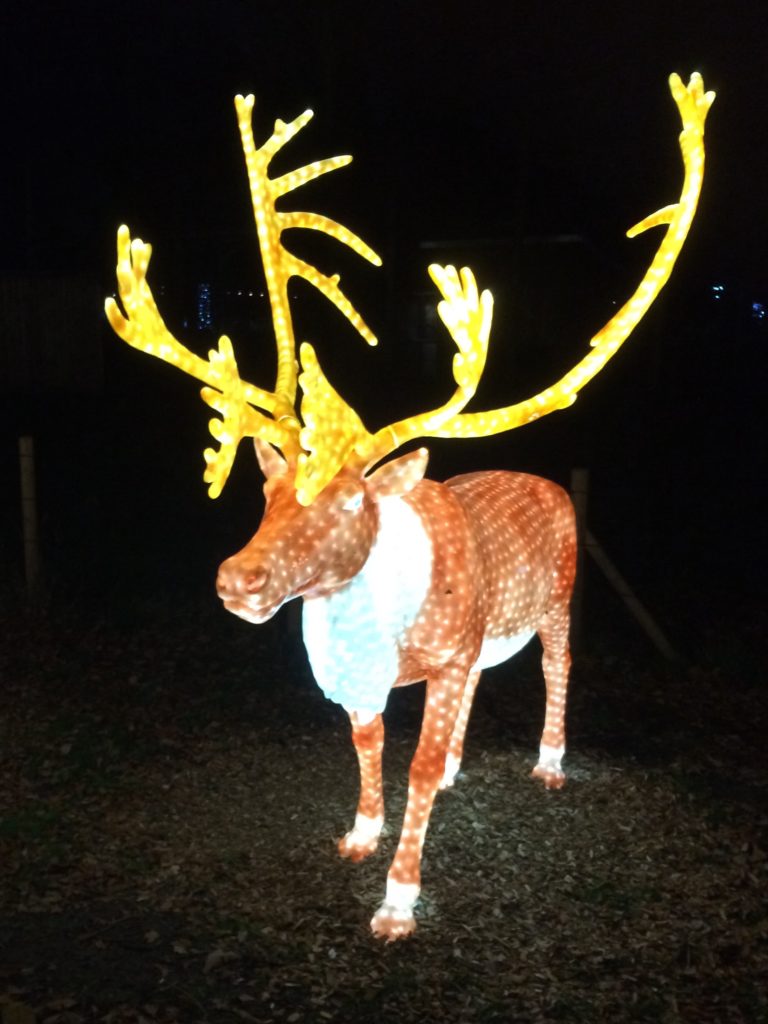 Enchanted at Knowsley Safari Park