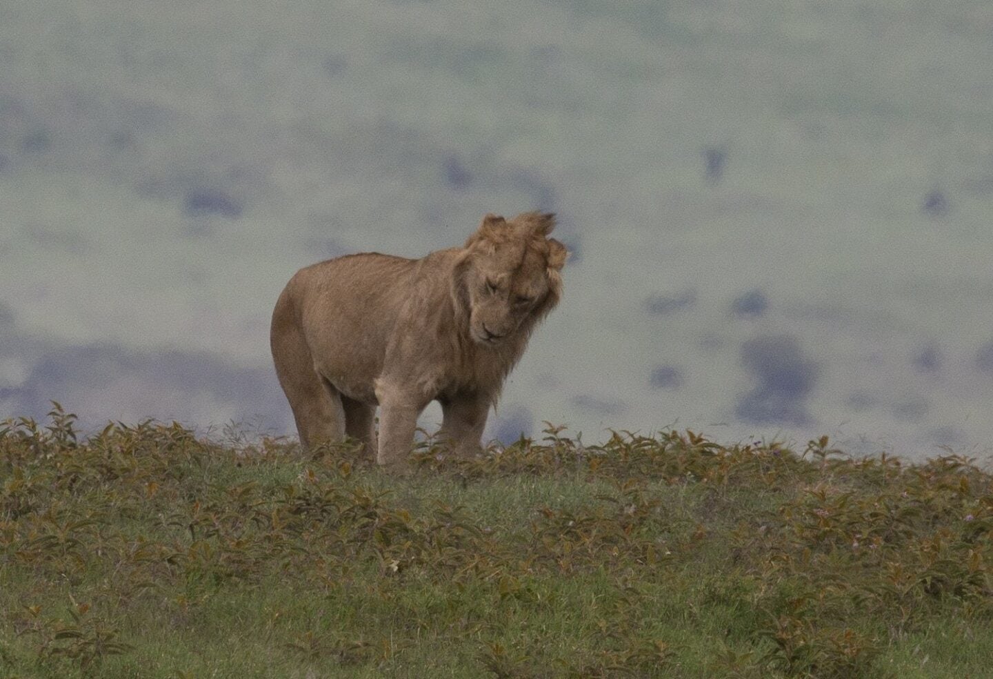 Serengeti Pioneer Camp, Tanzania | Tanzania Family Adventure Holiday