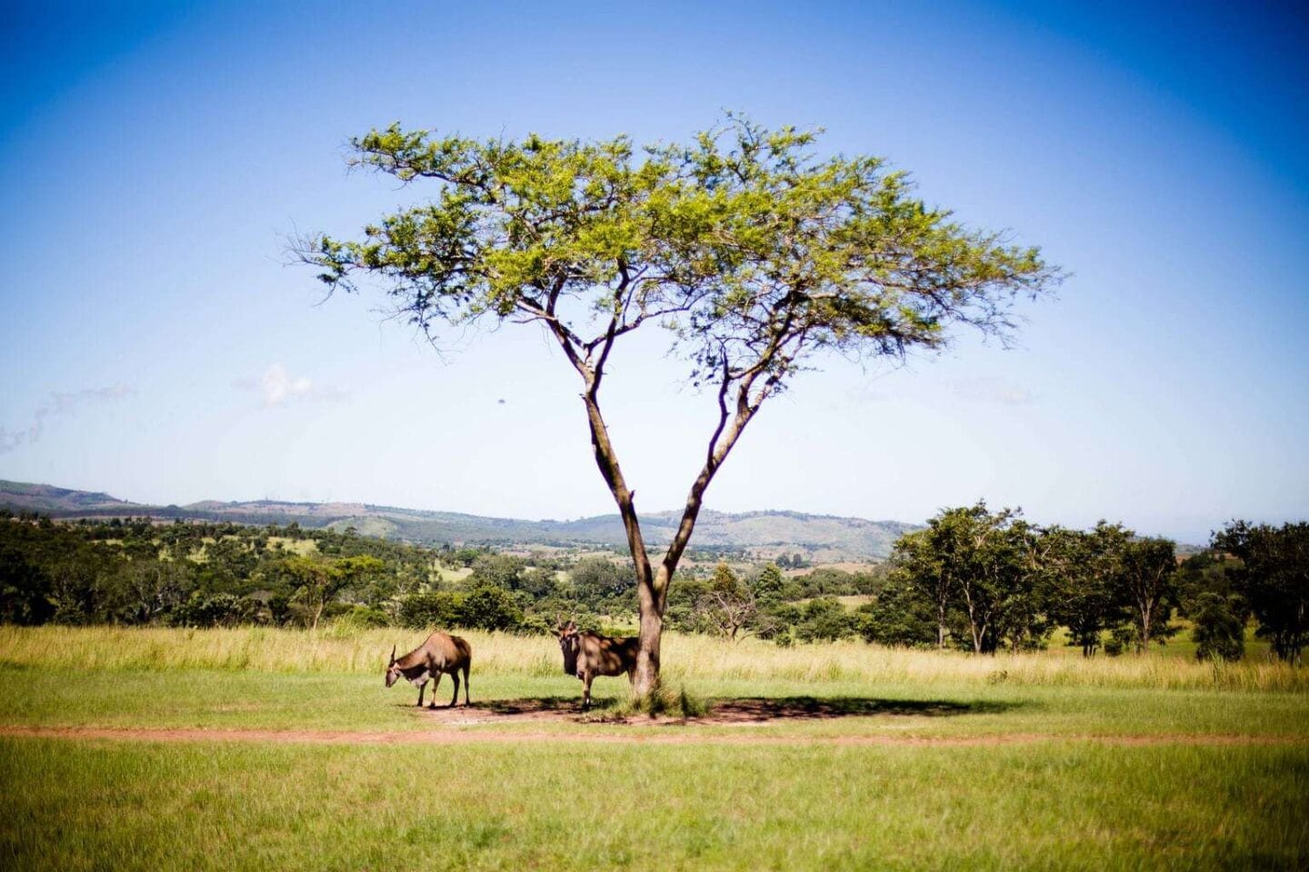 How can I Carbon Offset my flight?