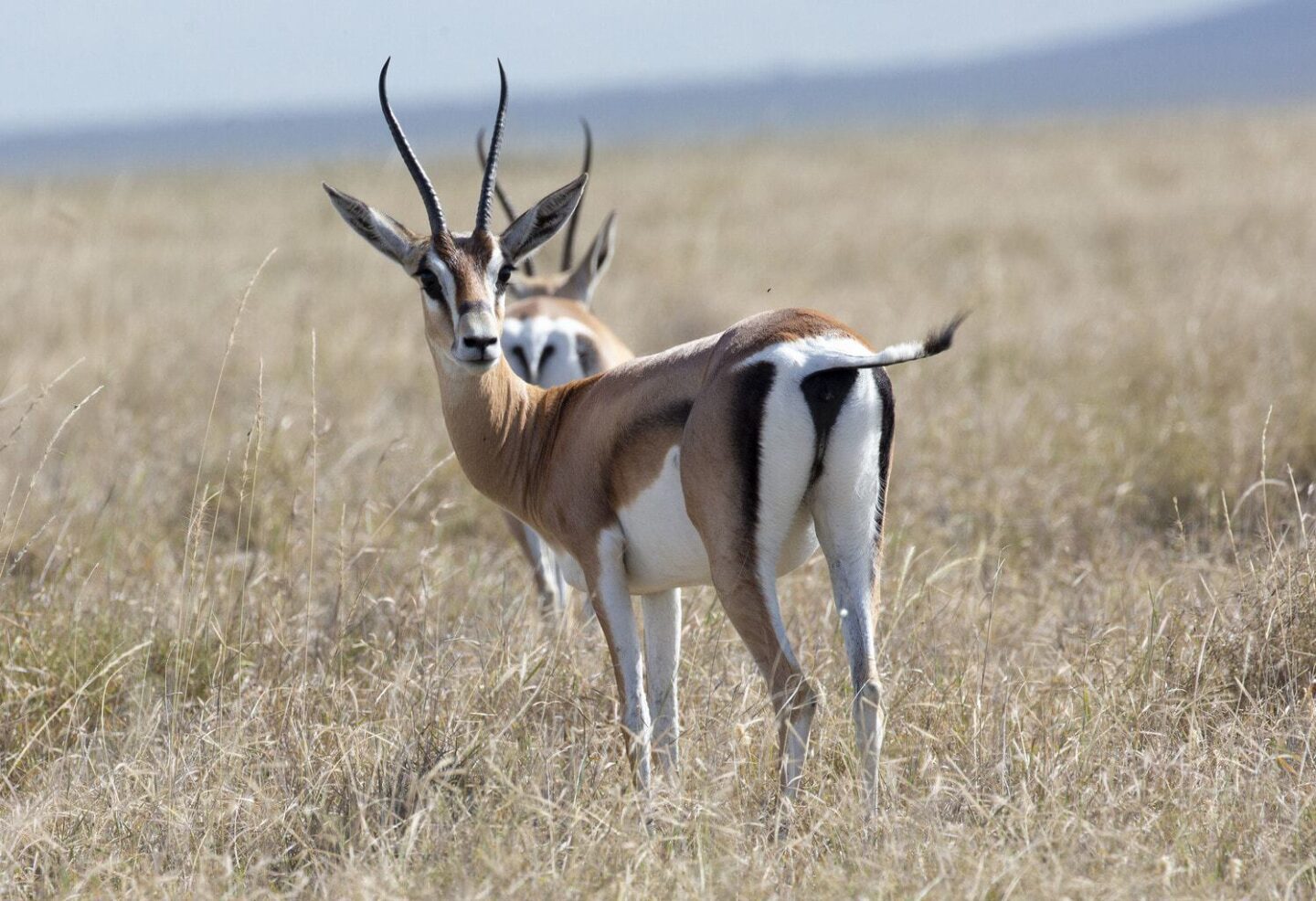 Serengeti Pioneer Camp, Tanzania | Tanzania Family Adventure Holiday