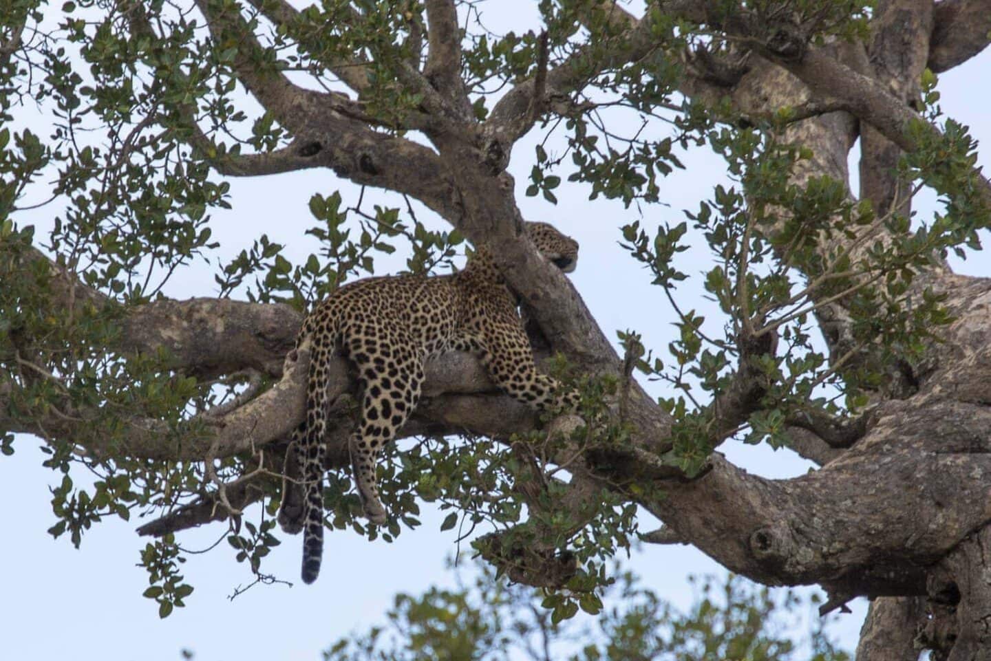 Serengeti Pioneer Camp, Tanzania | Tanzania Family Adventure Holiday