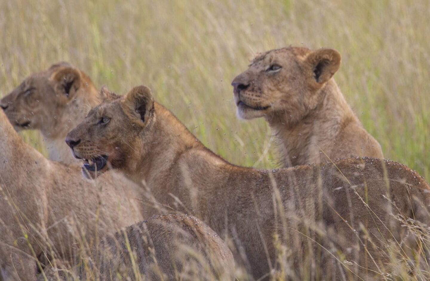 Serengeti Pioneer Camp, Tanzania | Tanzania Family Adventure Holiday