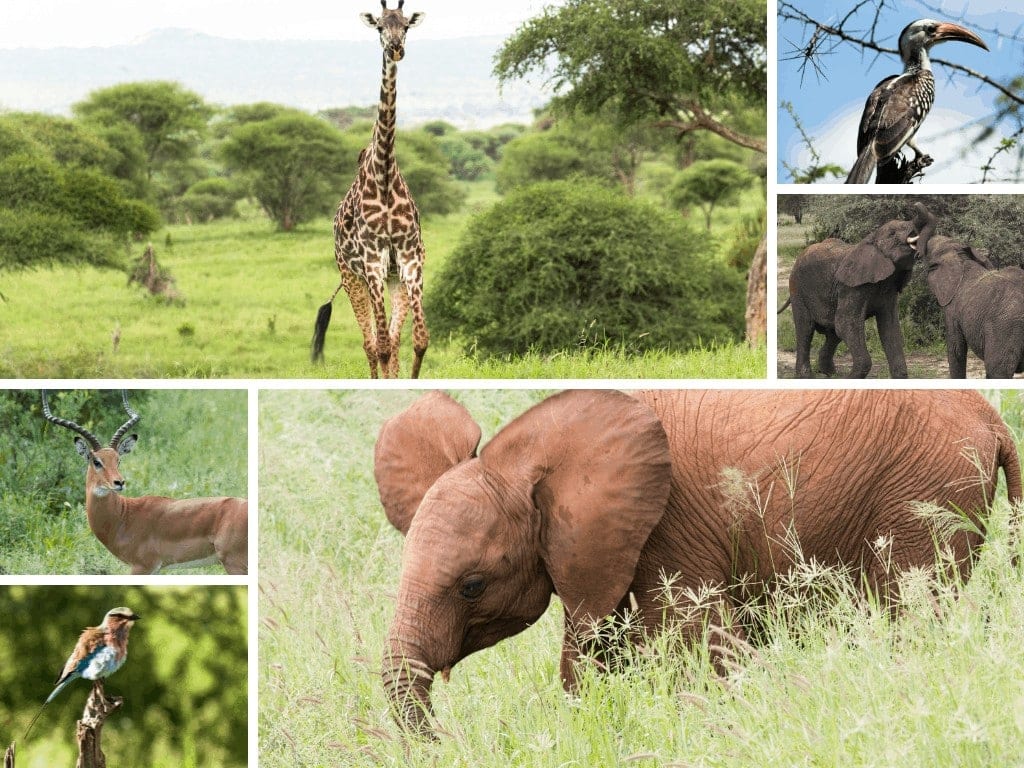 Tarangire River Camp | Family Adventure Holiday in Tanzania