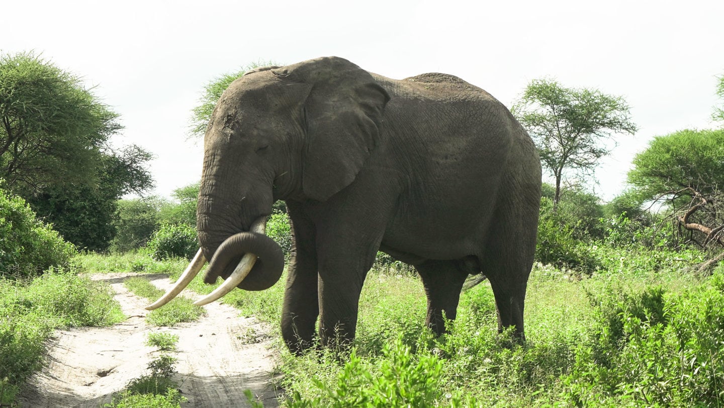 Tarangire River Camp | Family Adventure Holiday in Tanzania