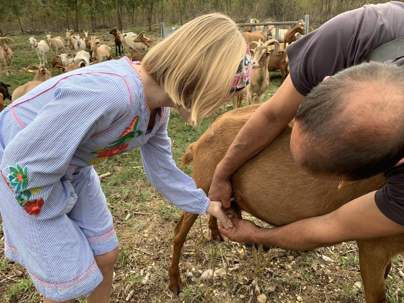 Learning to be a Shepherd in Catalonia | Goat Herding with Kids