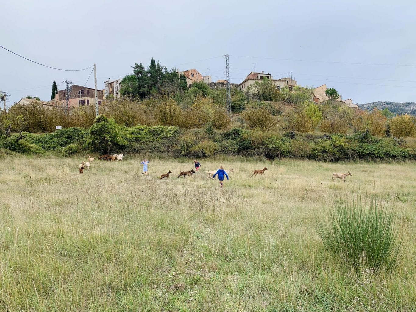 Learning to be a Shepherd in Catalonia | Goat Herding with Kids