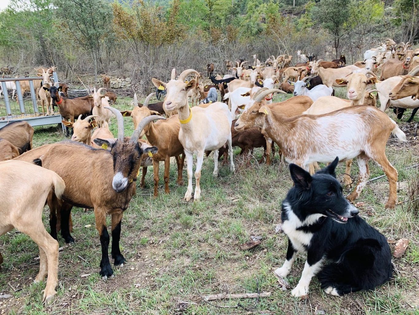 Learning to be a Shepherd in Catalonia | Goat Herding with Kids