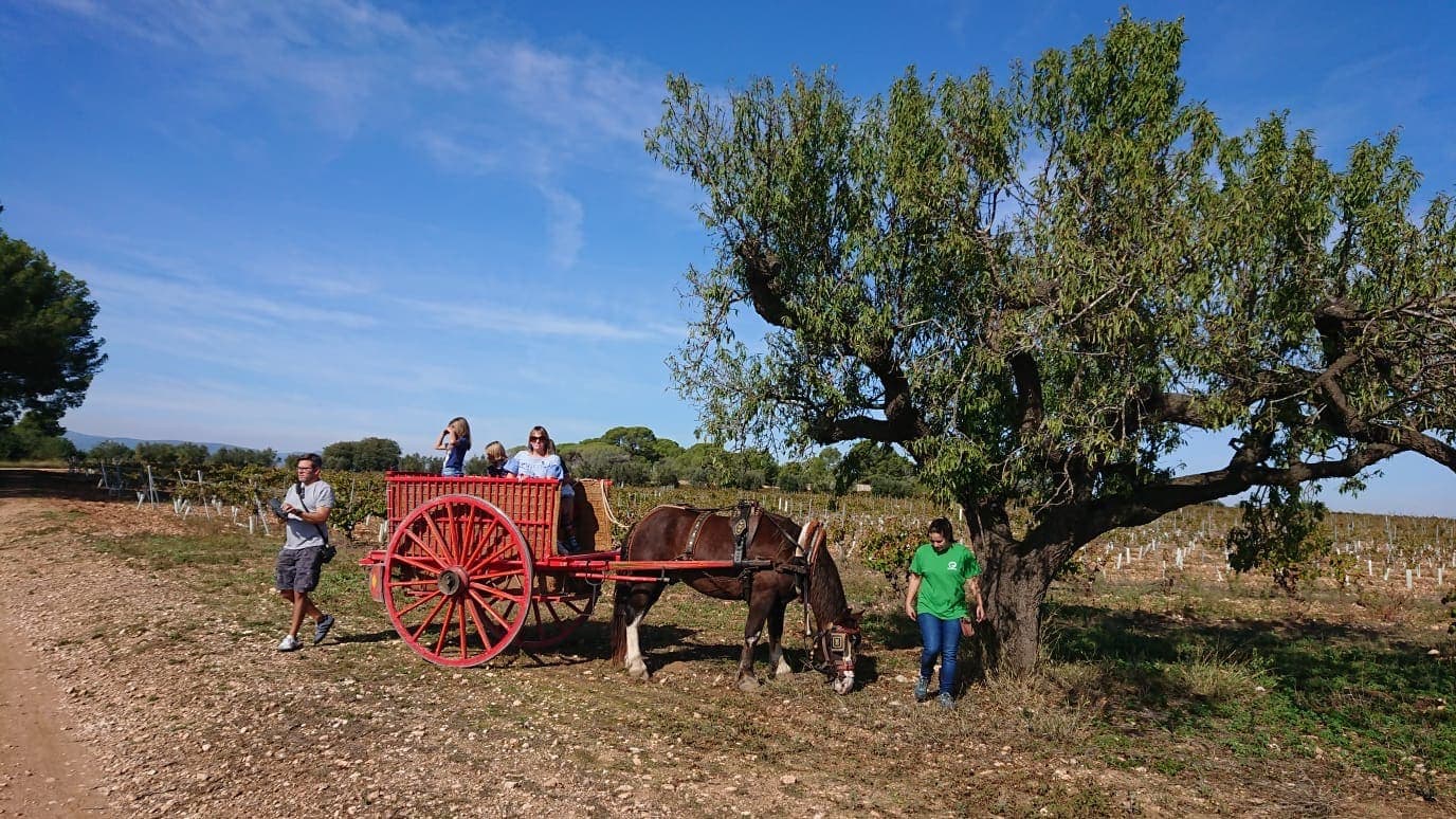 Wine tasting at a Vineyard in Spain with Kids – Adernats Cellar