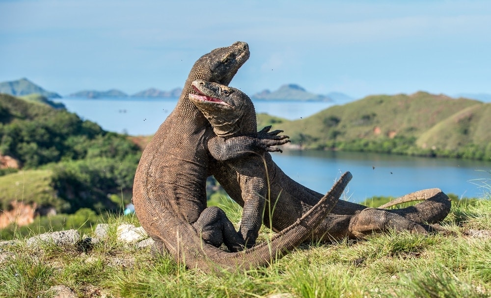 Walking With Dragons: Taking A Trip to Indonesia With Children