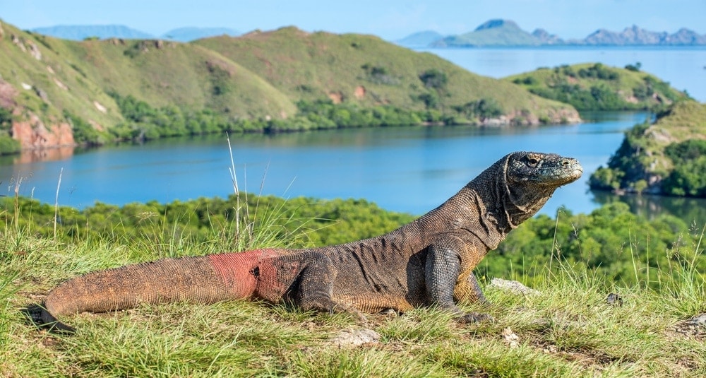 Walking With Dragons: Taking A Trip to Indonesia With Children