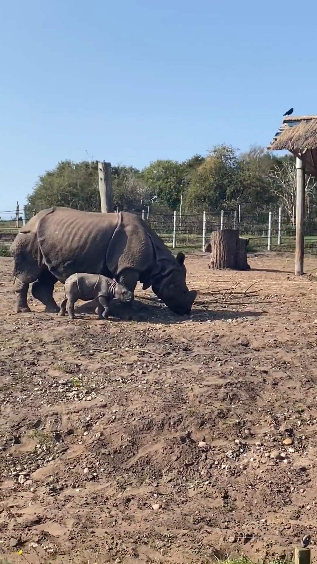 West Midland Safari Park