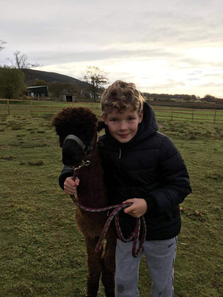 Arran Alpacas at Balmichael