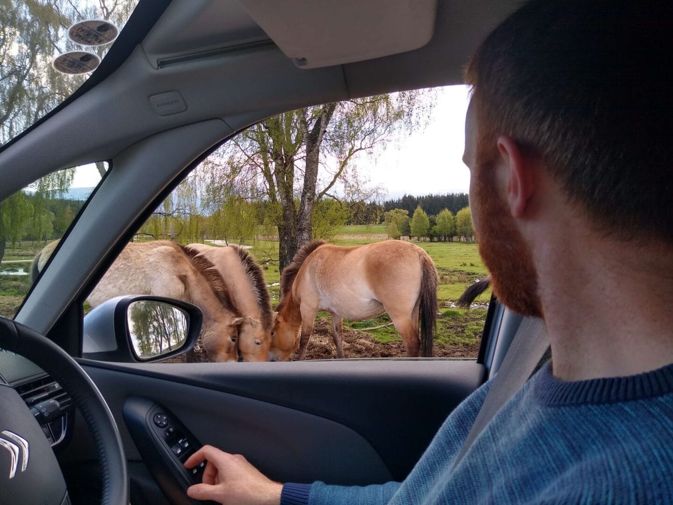 The Highland Wildlife Park, near Aviemore