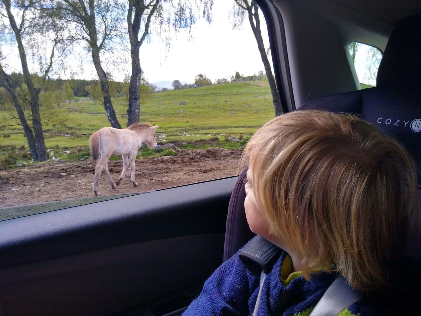 The Highland Wildlife Park, near Aviemore