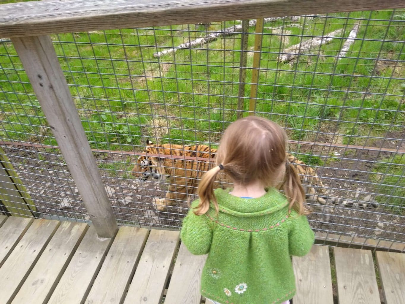 The Highland Wildlife Park, near Aviemore