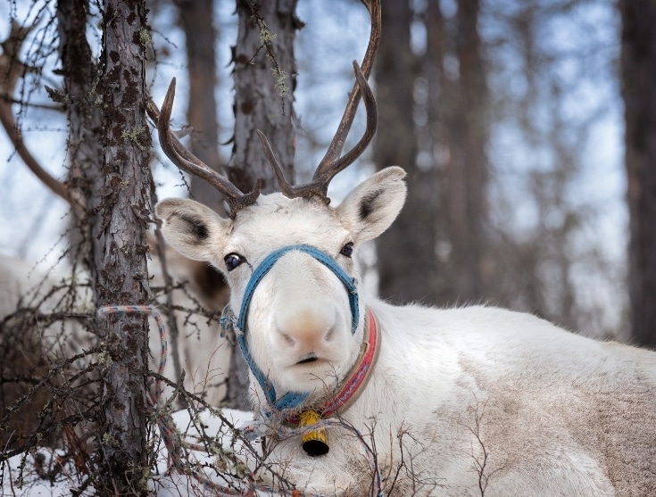 Bolesworth at Christmas - Fun for all the Family